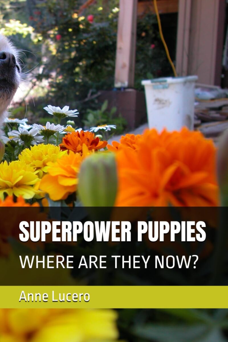 SUPERPOWER PUPPIES: WHERE ARE THEY NOW?